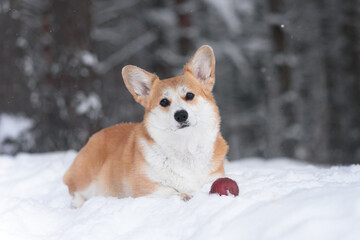 corgi