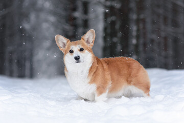 corgi