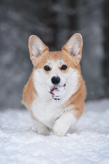 corgi