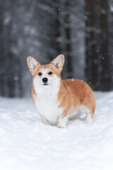 corgi