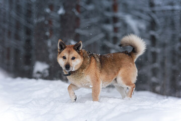 dog in snow