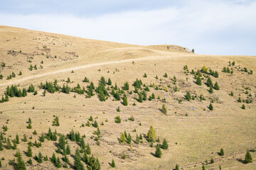 Rolling dry hills dotted with conifers, a picturesque natural landscape in Bucegi National Park, Romania