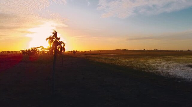 toma a&eacute;rea del sol del atardecer detr&aacute;s de una palmera en las llanuras de los palmares de Uruguay
