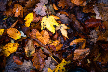 autumn leaves on the ground in the ground