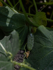 Gherkin cucumber growing among foliage in the garden