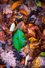 autumn leaves on the ground in the ground