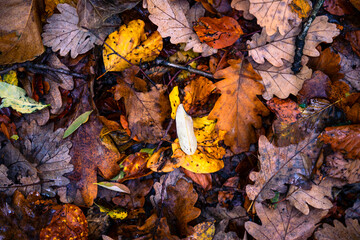 autumn leaves on the ground in the ground