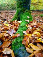 autumn in the forest