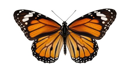 Fototapeta premium Vibrant orange and black butterfly with wings spread, isolated on a clean white background.