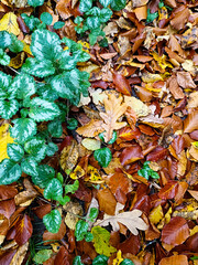 colorful autumn leaves