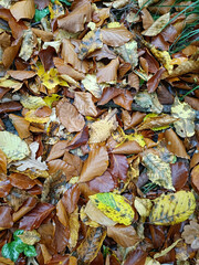 autumn leaves on the ground
