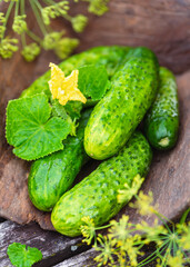 Fresh cucumbers (Cucumis sativus) with yellow blossom and dill flowers in a rustic wooden scoop on an old table. Natural organic food and  harvest concept. 