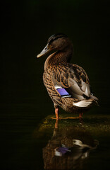 Weibliche Stockente steht im Wasser mit Spiegelung - schwarzer Hintergrund - Foto 1