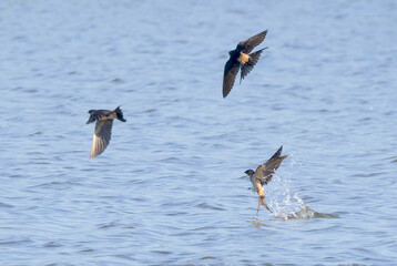 池に飛び込み水を飲むコシアカツバメ