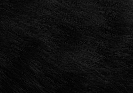 Black cat fur texture background.