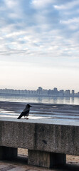Crow perched on concrete ledge near frozen lake, overlooking city skyline. Cloudy sky enhances the winter scene. Vertical photo