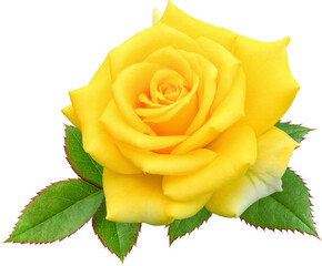 Yellow Rose flowers focus stacking close up isolated for love wedding and valentines day