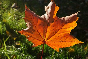Bright orange maple leaf against grass with effect bokeh. Autumn composition.