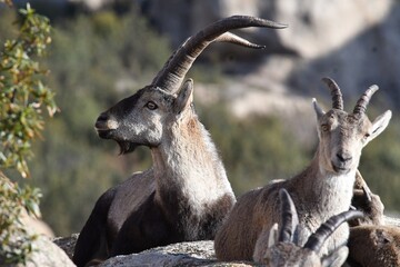 rebaño de cabras iberica españolas