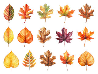Obraz premium Vibrant autumn leaves illustration.