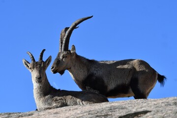 rebaño de cabras iberica españolas