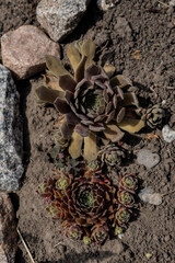 Stone roses (succulents) growing among rocks in garden