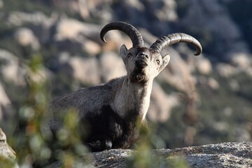 rebaño de cabras iberica españolas