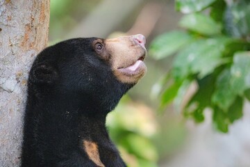 Biruang, niedźwiedź malajski