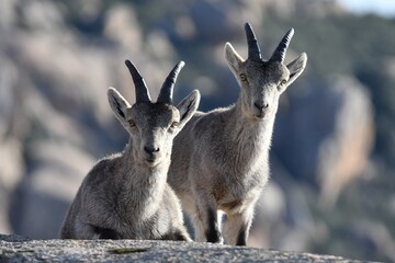 rebaño de cabras iberica españolas