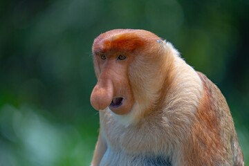 Nosacz sundajski - Nasalis larvatus - Borneo