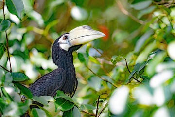 Dzioborożec malajski
