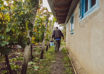 Portrait from the back of an elderly man carrying a bucket of grapes.