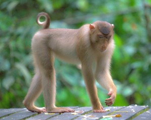 Małpa na platformie © Jacek