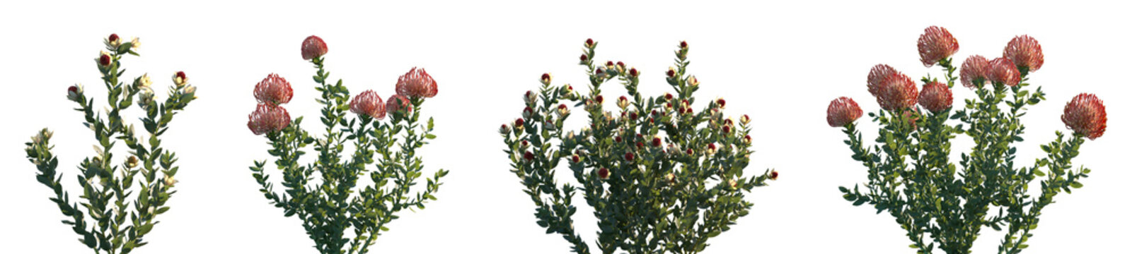 Set of Leucadendron discolor and Leucospermum cordifolium flowering shrubs frontal isolated png on a transparent background perfectly cutout high resolution
