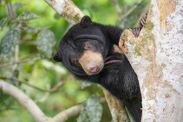 Biruang, niedźwiedź malajski