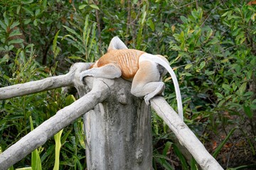 Nosacz sundajski - Nasalis larvatus - Borneo