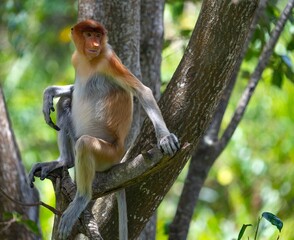 Nosacz sundajski - Nasalis larvatus - Borneo