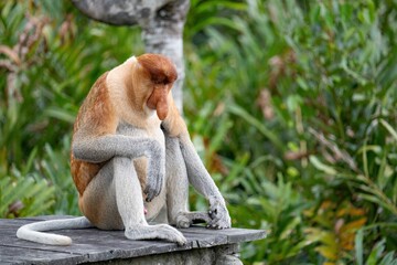 Nosacz sundajski - Nasalis larvatus - Borneo