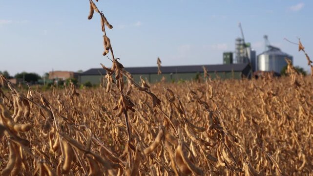 Golden soybean field ready for harvest under clear blue sky in the countryside