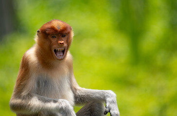 Nosacz sundajski - Nasalis larvatus - Borneo