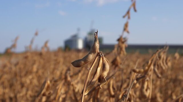Harvesting dry soybean plants in a sunny field with silos in the background