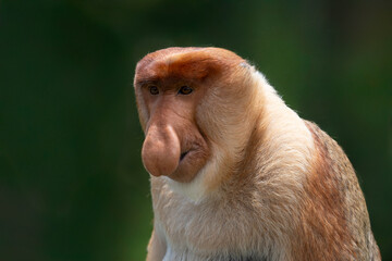 Nosacz sundajski - Nasalis larvatus - Borneo