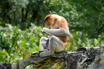 Nosacz sundajski - Nasalis larvatus - Borneo