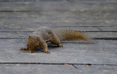 Wiewi&oacute;rka z Borneo