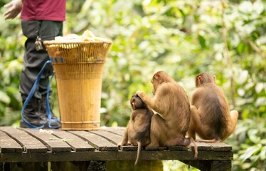 Dokarmianie małp