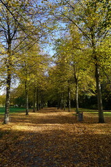 Idyllic vertical fall panorama: The ground between bare trees in a park covered with yellow leaves on a sunny autumn day
