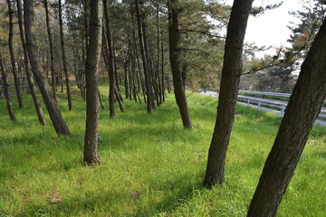 松林 海岸砂防林 山形県庄内