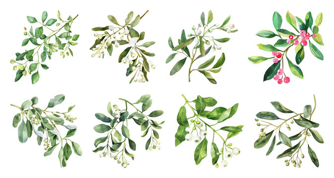 Watercolor mistletoe and holly branches