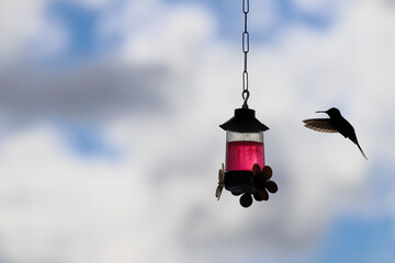 Close-up of a light brown hummingbird in a hovering flight, approaching a feeder with magenta nectar. Background is a clear sky in blue and gray tones. © niltonemaia