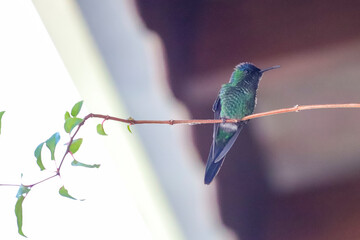 Horizontal close-up of a Violet-fronted Hummingbird (Thalurania glaucopis) iridescent green with a violet fore crown. Bird perched on a thin branch with open wings. Soft roof background.